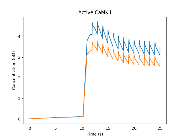 Activation of CaMKII and translocation to PSD