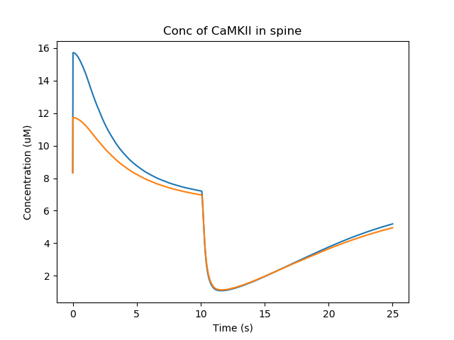 Concentration of CaMKII in the spine