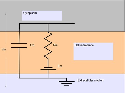 **Passive neuronal compartment**